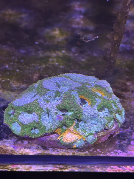 Acanthastrea echinata big r gumdrop frags