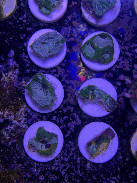 Acanthastrea echinata big r gumdrop frags