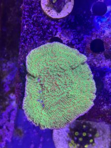 Montipora chili pepper peper 🌶️
