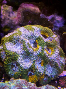 Acanthastrea echinata big r gumdrop frags
