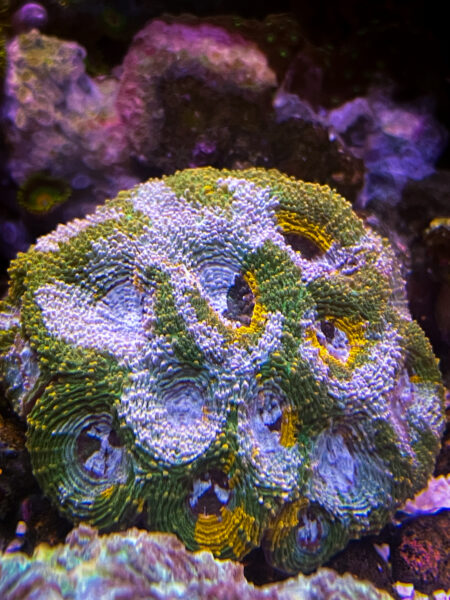 Acanthastrea echinata big r gumdrop frags