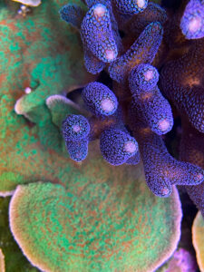 Stylophora blauw