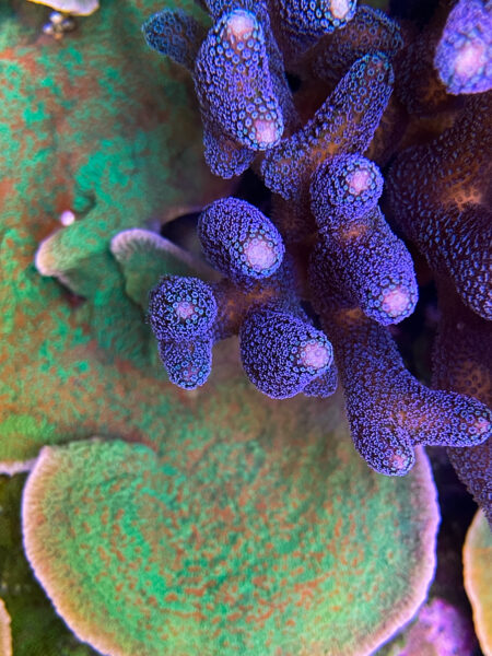 Stylophora blauw