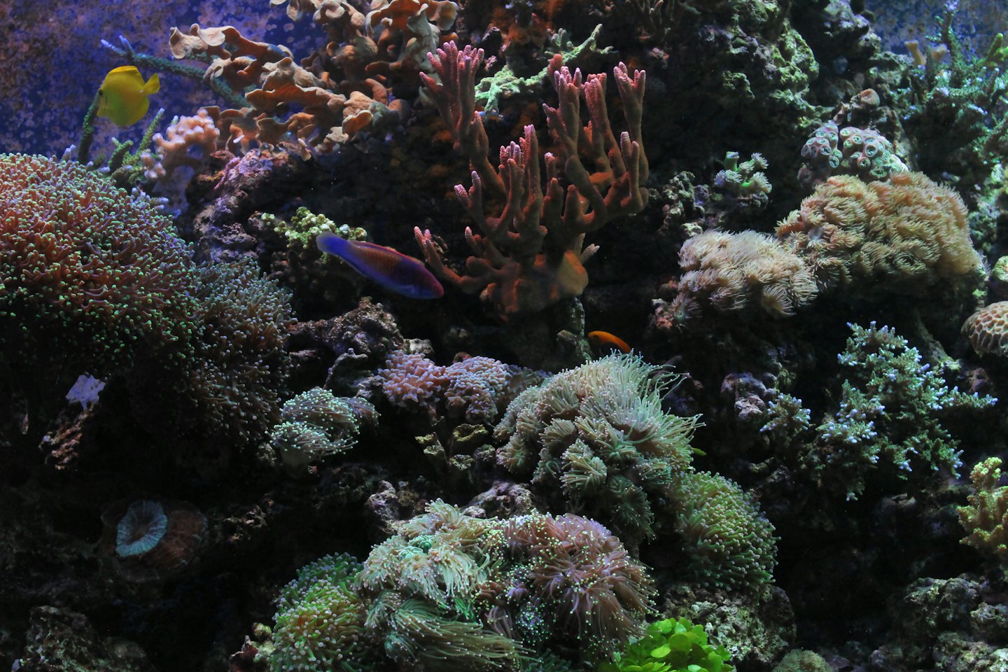 Kleurrijk rifaquarium met tropische vissen en diverse koralen.