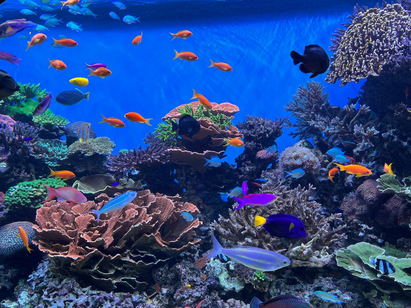 Kleurrijke tropische vissen zwemmen door een ingewikkeld koraalrif aquarium.